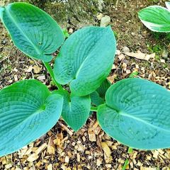 Green Giant Hosta