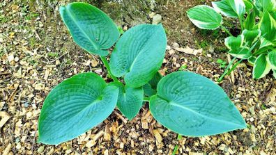 Green Giant Hosta