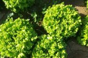 (L) Lettuce GUIDIZEL seeds (15s) (125845)