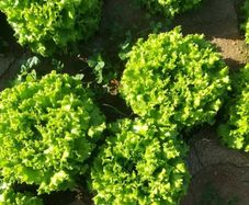 (L) Lettuce GUIDIZEL seeds (15s) (125845)