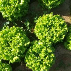 (L) Lettuce GUIDIZEL seeds (15s) (125845)