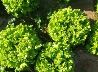 (L) Lettuce GUIDIZEL seeds (15s) (125845)