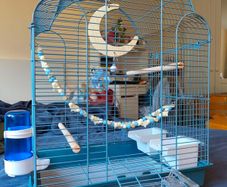 New Parrot/bird Cage Starter Kit + Tons of Accessories