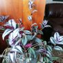 Plant Image 4
