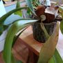 Free staghorn fern Image 6
