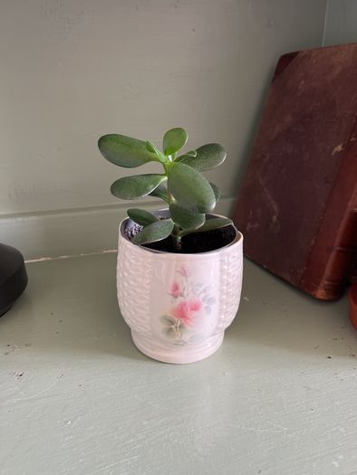 Suculent flowers
