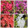 Summer Bedding Flowers Image 7
