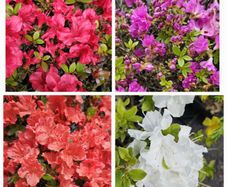 Azaleas, Evergreen Shrubs