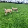 PBR Texel ewe lambs Image 3