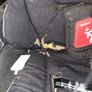 phil and teds navigator double buggy Image 4
