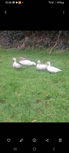 call ducks