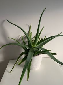 Aloe Vera