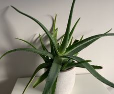 Aloe Vera