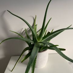 Aloe Vera