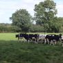 10 Pedigree registered Fr heifer calves Image 5