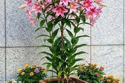 Tree Lilies