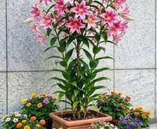 Tree Lilies