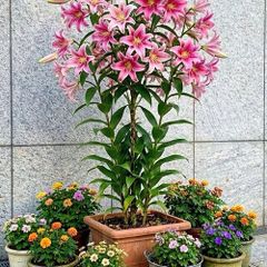 Tree Lilies