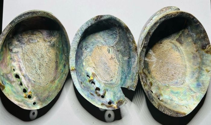 New Zealand Paua Abalone 3 Sea Shells Mother of Pearl