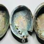 New Zealand Paua Abalone 3 Sea Shells Mother of Pearl Image 3