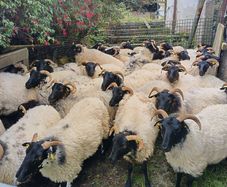 Black face horny Hoggets
