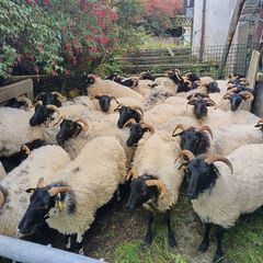 Black face horny Hoggets