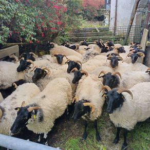 Black face horny Hoggets