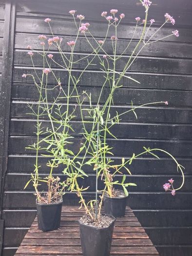 Purple flowering Verbena