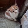 Kittens Image 4