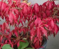 Euonymus alatus 'Blade Runner'