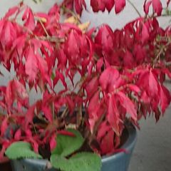 Euonymus alatus 'Blade Runner'