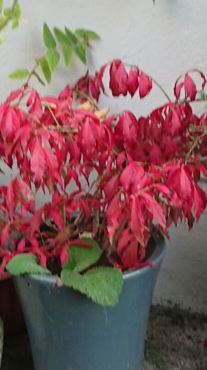 Euonymus alatus 'Blade Runner'