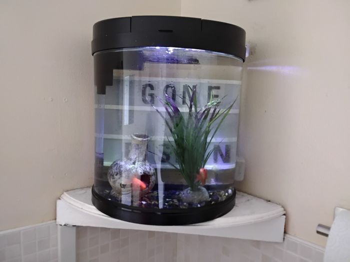 Fish Tank 19ltr