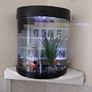 Fish Tank 19ltr Image 5