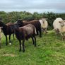 Ewe Hoggets Image 3