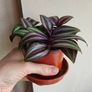 Tradescantia Evanesce Image 3
