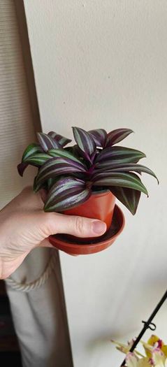 Tradescantia Evanesce