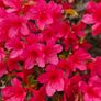Azalea Evergreen Plants Image 5