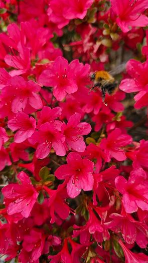 Azalea Evergreen Plants