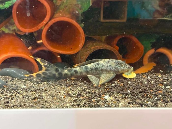 fish