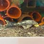 fish Image 10
