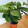 Calathea Flamestar in 19cm pot and 70cm in height Image 3