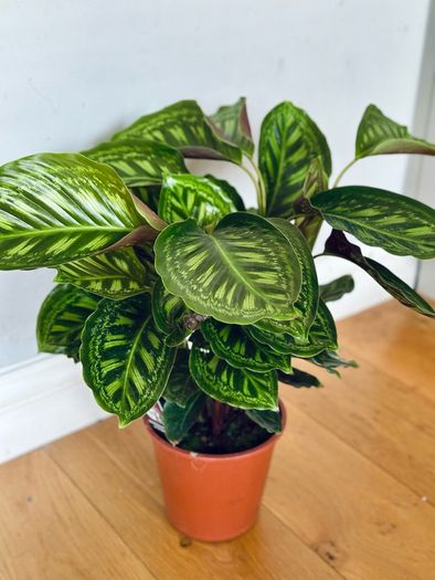 Calathea Flamestar in 19cm pot and 70cm in height