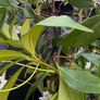 215cm trachelospermum  jasmine highly scented flower jasmine in new rattan pot Image 8
