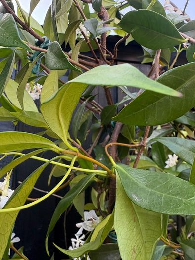 215cm trachelospermum  jasmine highly scented flower jasmine in new rattan pot