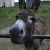 thomaswalsh123