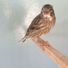 the bird man
