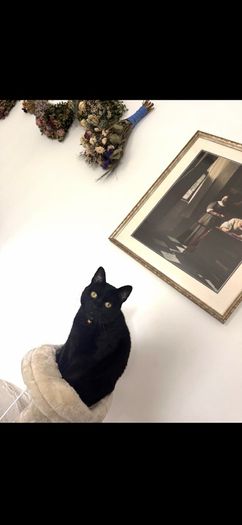 cat