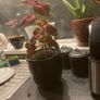 colues plant Image 3