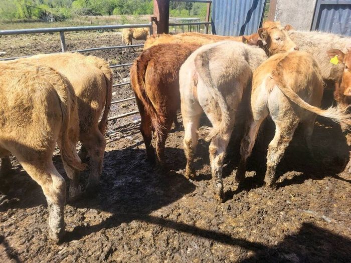 12 heifers